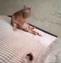 cat used loaf_thumb.jpg