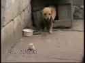 dog eats chicken_thumb.jpg