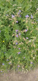 IMG_20250614_162039_1
