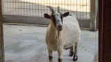Domestic-Goat-5
