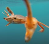 krabber-deg