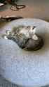 tired_tired_kitten_thumb.jpg