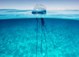 portuguese man o&#039; war