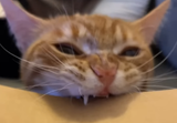 Screenshot 2025-06-14 at 18-49-41 (73) Unsatisfying crunch 😖 - YouTube
