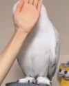 owl peek_thumb.jpg