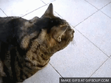 damn too fat (long)