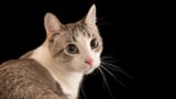 NationalGeographic_2572187_16x9