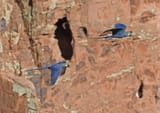 Anodorhynchus-leari-nos-paredoes