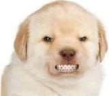 1737375162198528