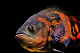 Astronotus_ocellatus