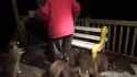 Man surrounded by more than 30 raccoons_thumb.jpg
