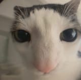 cc