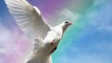 dove-2000-uai-1194x672