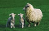 Adult-sheep-lambs