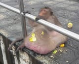 fat boy (3)