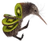 kiwi rozjebany