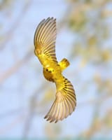 American Yellow Warbler.