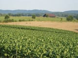tobacco-road-005