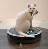 cat-riding-roomba