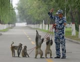 PLAAFs-way-of-preventing-bird-hits-using-bird-hunting-falcons-and-nest-destroying-monkeys-10