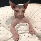 Cats-Get