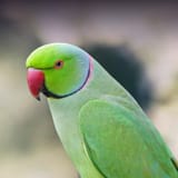 Indian-Ring-Necked-Parakeet