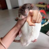 Rat pointing
