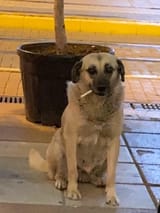 köpek
