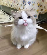 1706200287250671