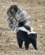 Skunk_about_to_spray