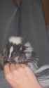 skunk tickle_thumb.jpg