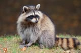 raccoon-grass_3x2
