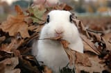 bunne