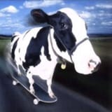 skating cow