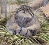 Pallas cat