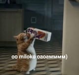 Cat_milk