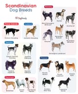 Scandinavian-Dog-Breeds