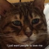 sad bernd cat