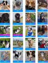 dog adoption roll