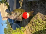 IMG_1552