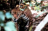 Obscured_jaguar (1)
