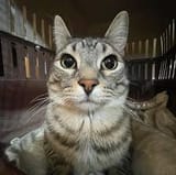 cat0923840293