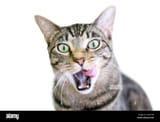 a-brown-tabby-domestic-shorthair-cat-licking-its-lips-with-its-mouth-wide-open-2AE31WJ