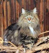 Norwegian_Forest_cat_breed