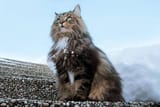 norwegian-forest-cat