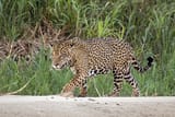 Jaguar_(Panthera_onca_palustris)_male_Three_Brothers_River_2 (1)
