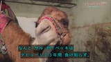 トルコぐるりバスの旅 〜１２日間・１８００ｋｍを行く〜_20250615-003220