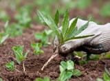 person-pulling-weed-from-garden-2000-85a9256adad24c7cb99a8d7a43a13d08