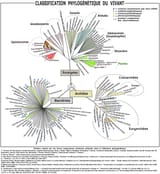 Évolution_buissonnante