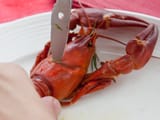 ravynsyonti1
